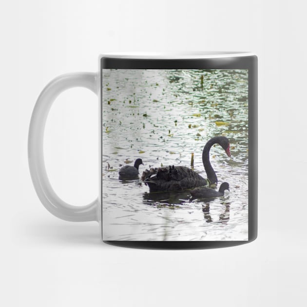 Black Swan and Cygnets by DeborahMcGrath